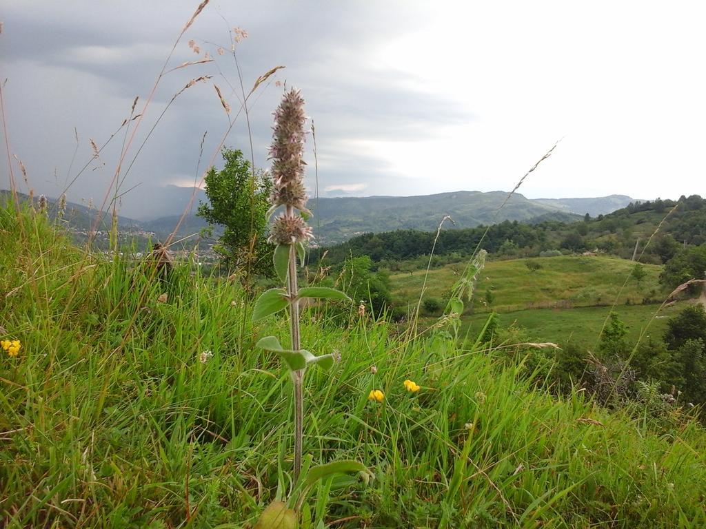 Vila Casa Piscul Lupului Pucioasa Exteriér fotografie